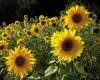 Sonnenblumen - Helga Brunsmann